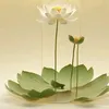 Nguyễn Nam BG