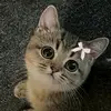 eva_moni511