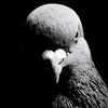 kiber_linux