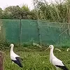 saidesvsary