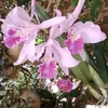 quangnguyn0909
