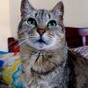 felinecuriosidades