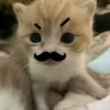 sachii.gsgi