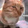 thaispetacular_2