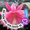 quynhphan7490