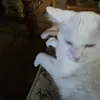 katzenmuttigundi
