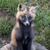 judgefox556