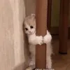 nnctes1tg_