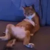 frixessz