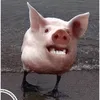 duhxhdudhdb