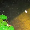 slomazywww
