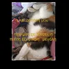 hamogelaki_mexri2ml