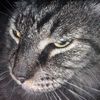 skycatgenie