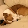 little.o4