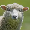 sheep_0.0