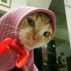 pl3rkucing0