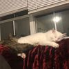 finnthedeafcat