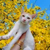 lylii_354