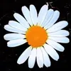 gdk223104