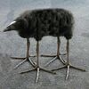 shilohhasbirds