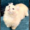 thekucingcomel