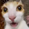 .conmeohungdu