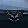 rana_olimat20