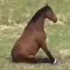theanhnebro