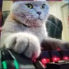 tankbliz2023