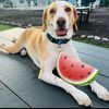 scoutthebeaglemix