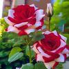 larashati.7
