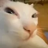 harunoluul2