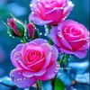 miss_barsha_472