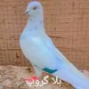 mfaryadbilla786786