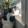 virgosun00