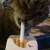 vod1chka6