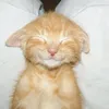 vfrnndzy