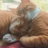 vincent_and_taras