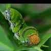 queen_uler_keket