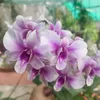 thanhpham8825