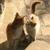 kiori_psheniqa