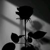 dyneoj3ohy94