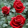 user3040339437231