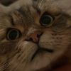 milliespamig