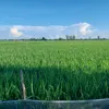nguynan2931