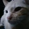 suriiuki