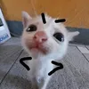 nhucnhuccaidauroinii