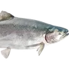 derlachs46