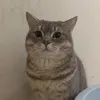 1conmeoiu