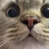 hangmintobi